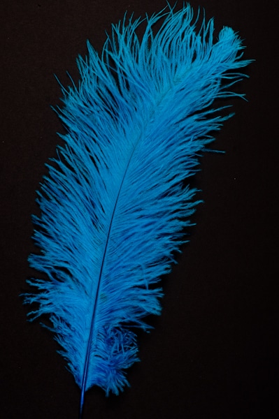 Autruche - 30-40 cm - turquoise